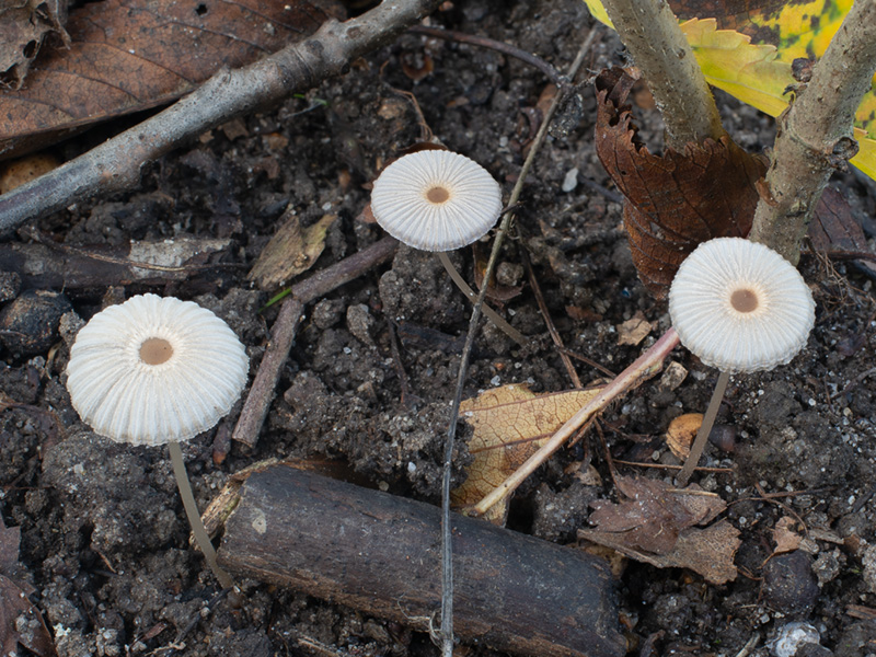 Parasola crataegi Parasola crataegi